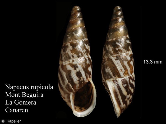 Napaeus rupicola