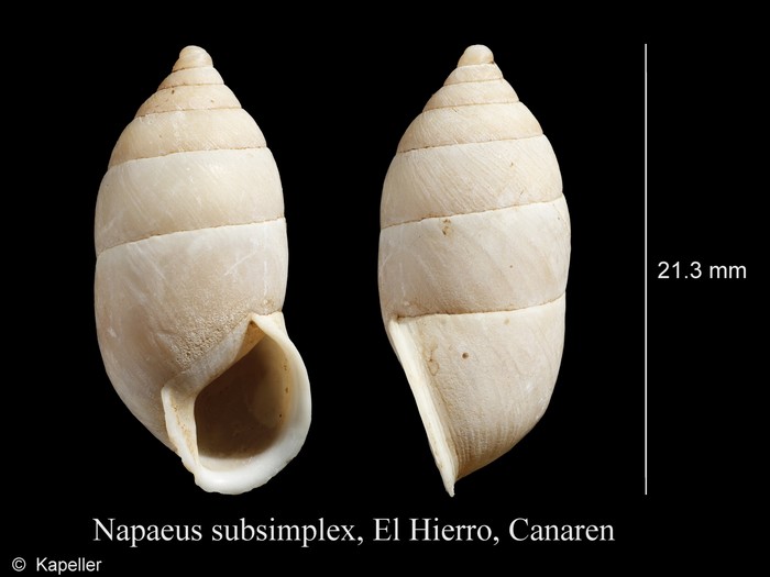 Napaeus subsimplex Napaeus subsimplex
