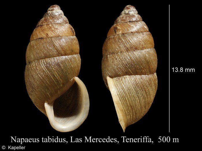 Napaeus tabidus