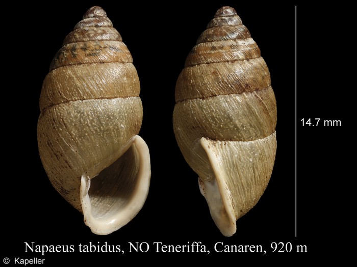 Napaeus tabidus