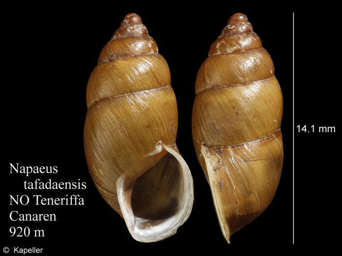 Napaeus tafadaensis Napaeus tafadaensis