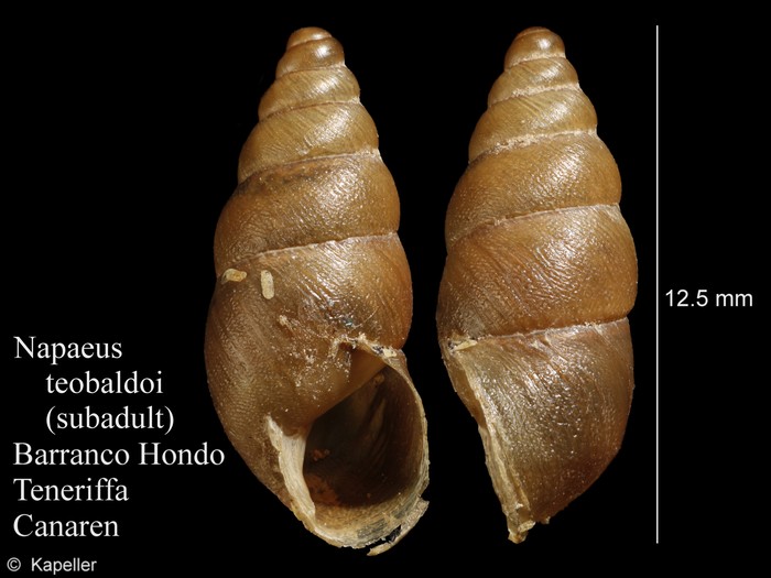 Napaeus teobaldoi Napaeus teobaldoi
