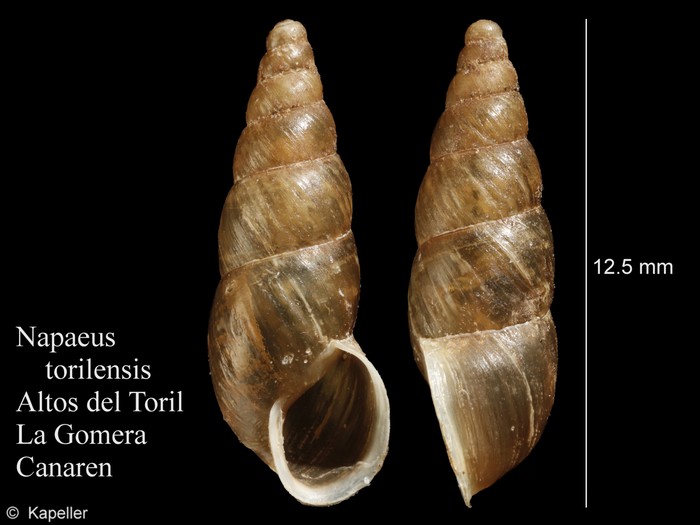Napaeus torilensis Napaeus torilensis