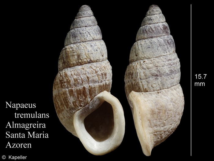 Napaeus tremulans Napaeus tremulans