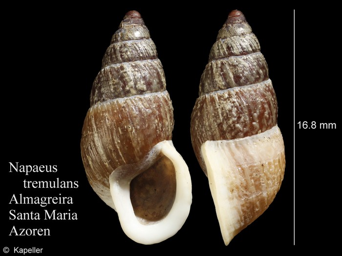 Napaeus tremulans Napaeus tremulans