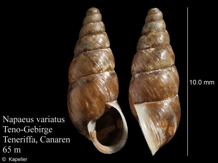 Napaeus variatus Napaeus variatus