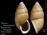 Napaeus venegueraensis