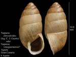 Napaeus venegueraensis