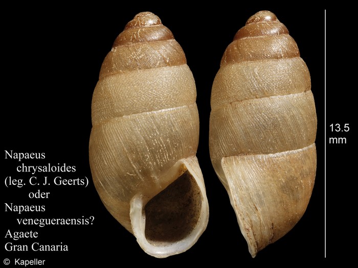 Napaeus venegueraensis