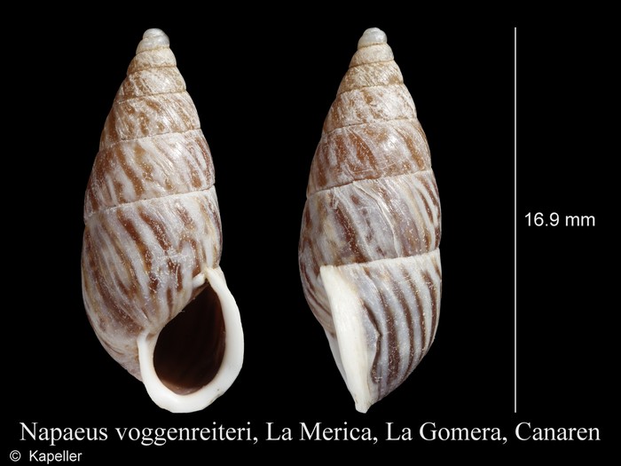 Napaeus voggenreiteri Napaeus voggenreiteri