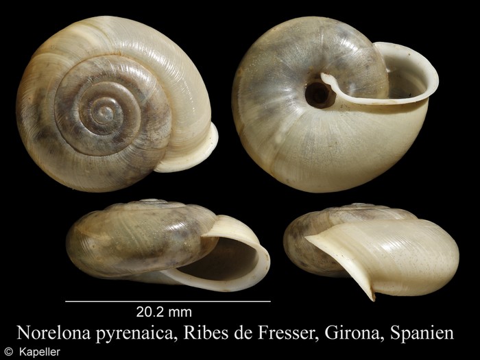 Norelona pyrenaica Norelona pyrenaica