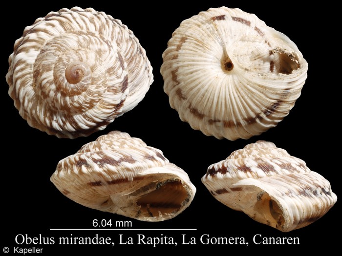 Obelus mirandae