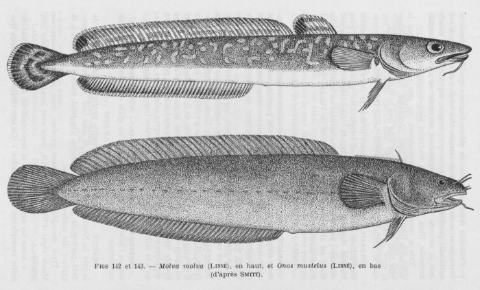 Poll (1947, fig. 142 & 143) Poll (1947, fig. 142 & 143)