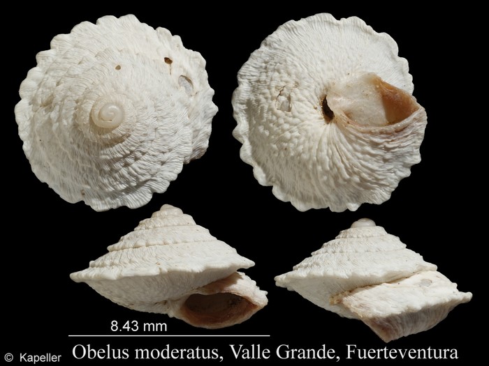 Obelus moderatus