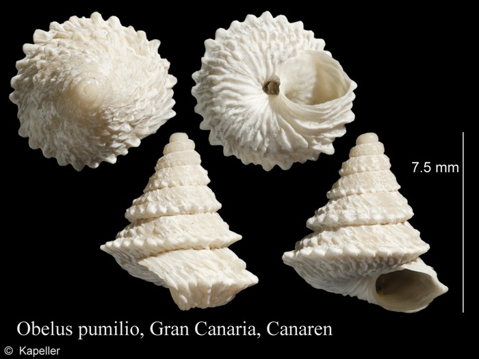 Obelus pumilio Obelus pumilio