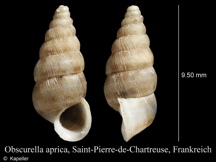 Obscurella aprica Obscurella aprica