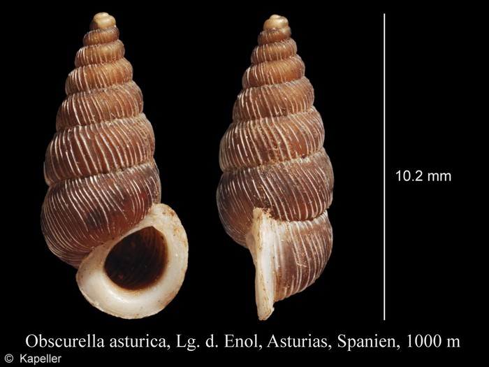 Obscurella asturica Obscurella asturica