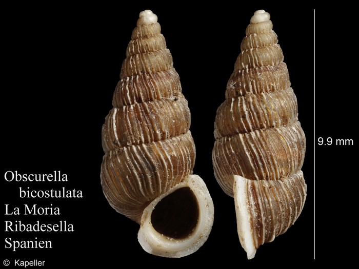 Obscurella bicostulata