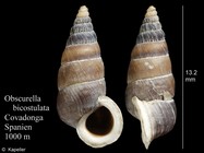 Obscurella bicostulata