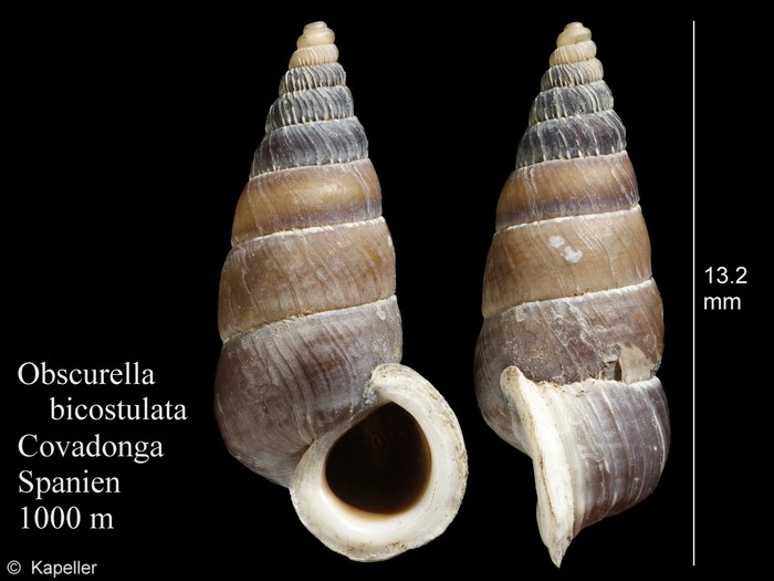 Obscurella bicostulata Obscurella bicostulata