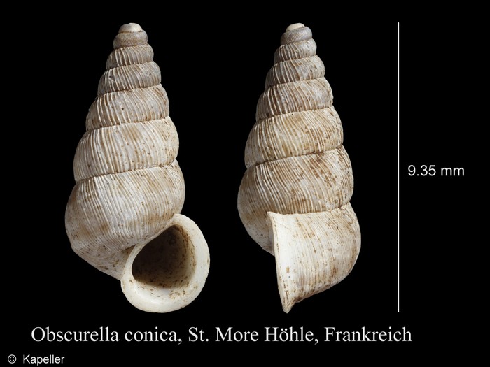 Obscurella conica