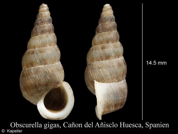 Obscurella gigas Obscurella gigas