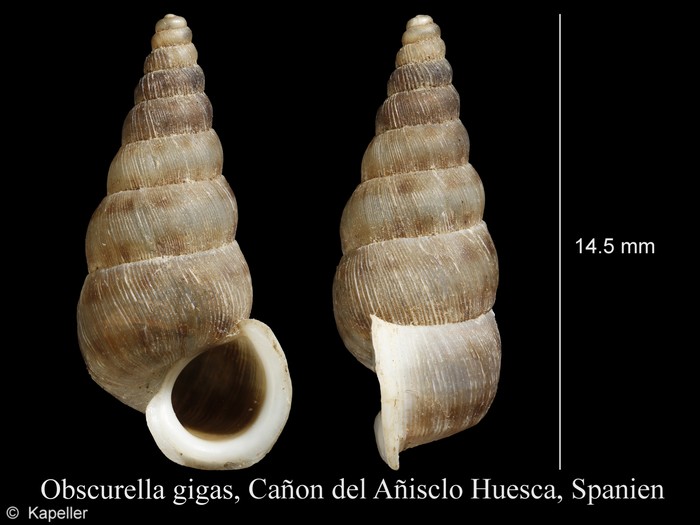 Obscurella gigas