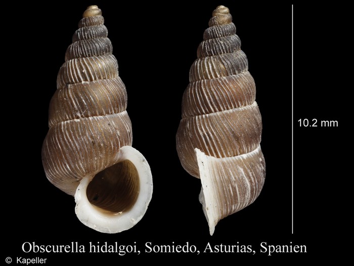 Obscurella hidalgoi