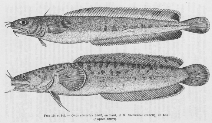 Poll (1947, fig. 144 & 145)