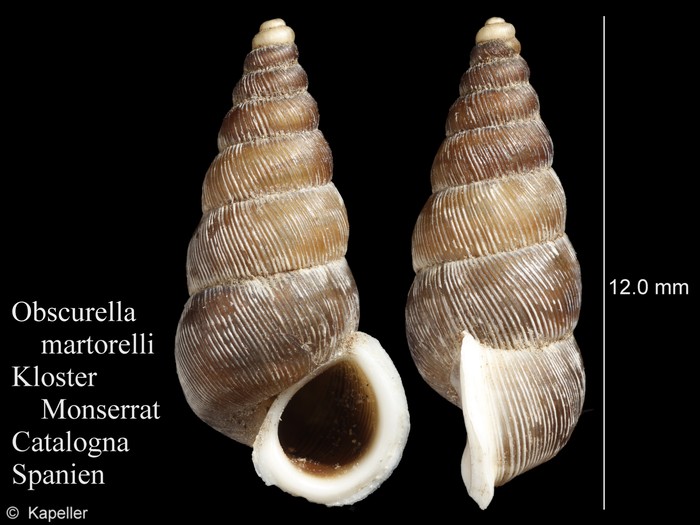 Obscurella martorelli Obscurella martorelli