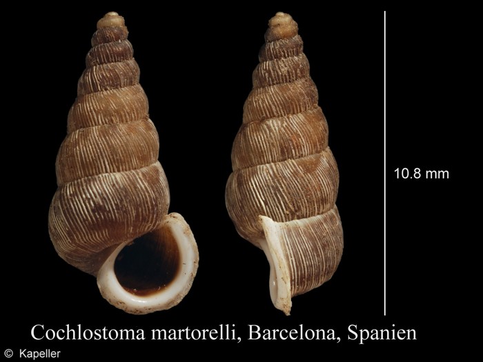 Obscurella martorelli Obscurella martorelli