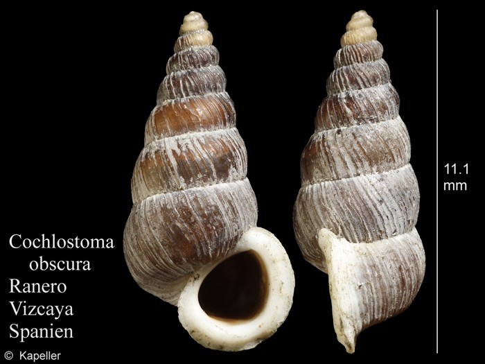 Obscurella obscura