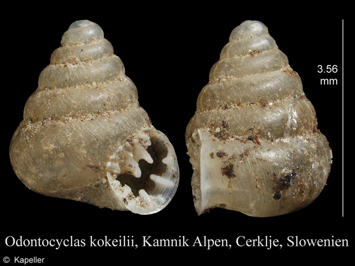 Odontocyclas kokeilii Odontocyclas kokeilii