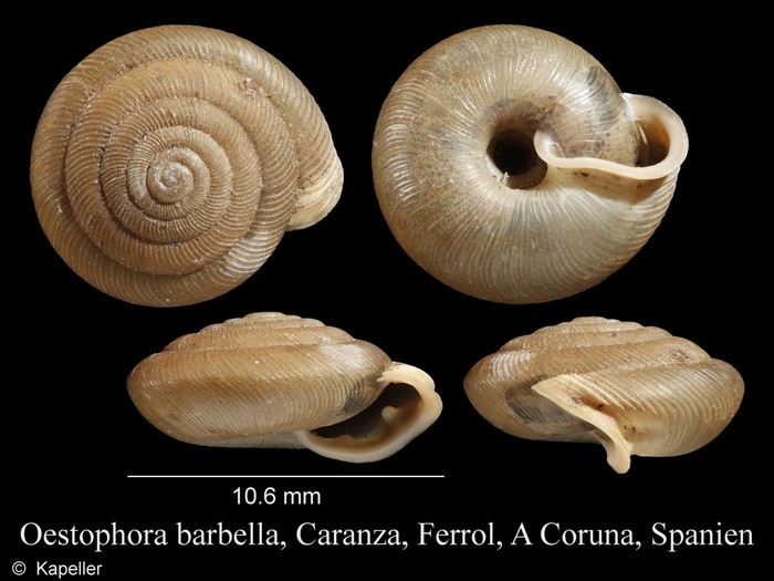 Oestophora barbella Oestophora barbella