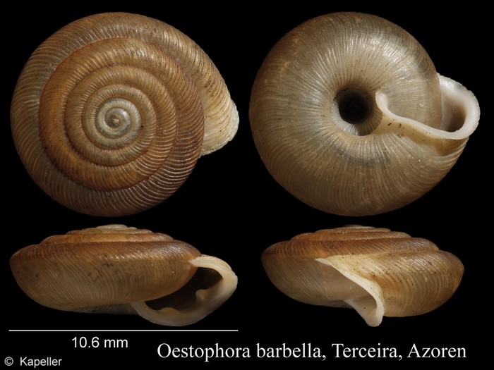 Oestophora barbella Oestophora barbella