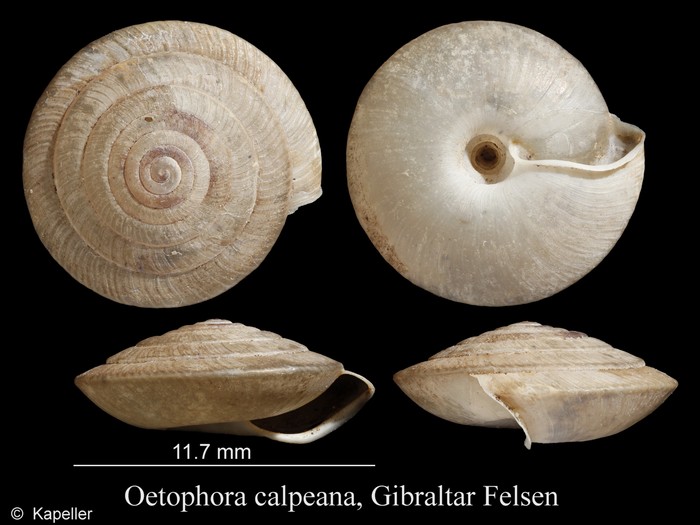 Oestophora calpeana Oestophora calpeana