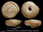 Oestophora ebria