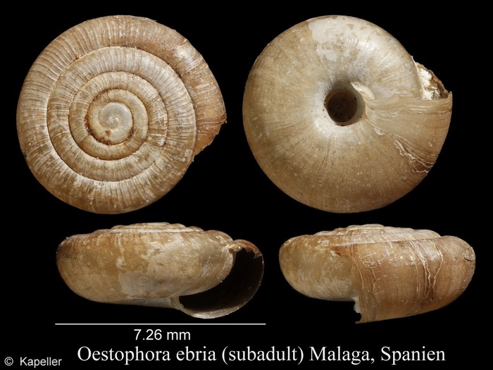 Oestophora ebria Oestophora ebria