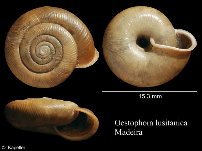 Oestophora lusitanica Oestophora lusitanica