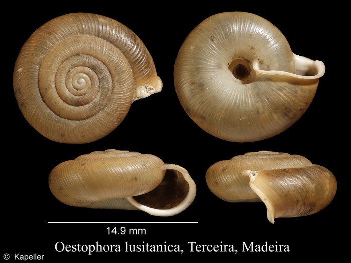 Oestophora lusitanica