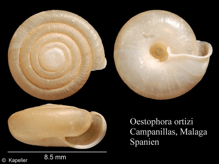 Oestophora ortizi Oestophora ortizi
