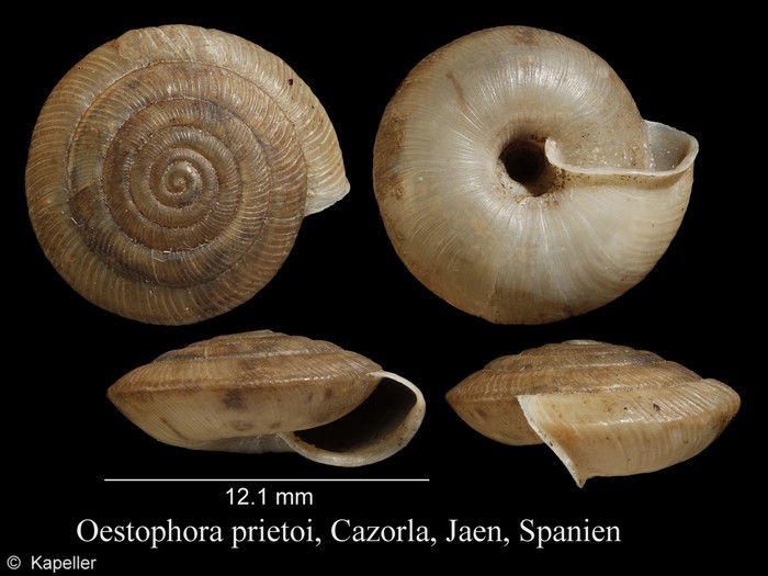 Oestophora prietoi Oestophora prietoi