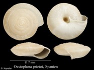 Oestophora prietoi