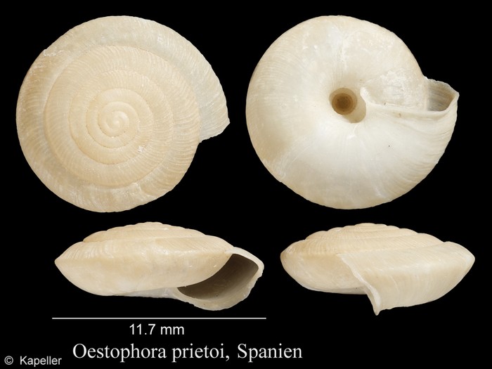 Oestophora prietoi Oestophora prietoi
