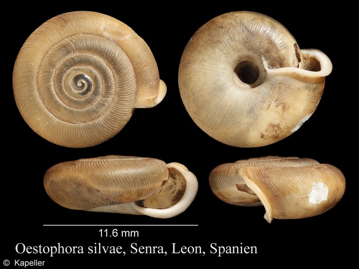 Oestophora prietoi Oestophora prietoi