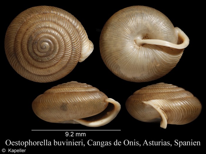 Oestophorella buvinieri