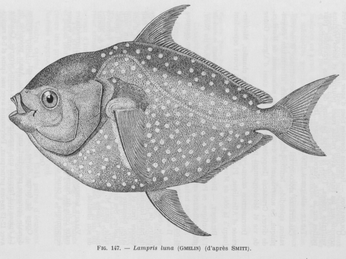 Poll (1947, fig. 147) Poll (1947, fig. 147)