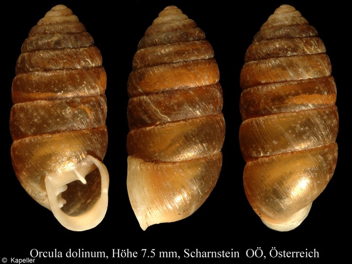 Orcula dolium Orcula dolium
