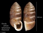 Orcula dolium