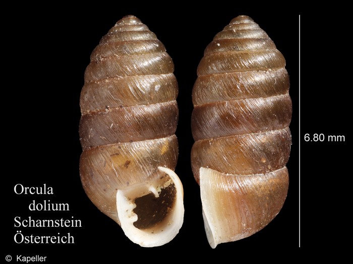 Orcula dolium Orcula dolium